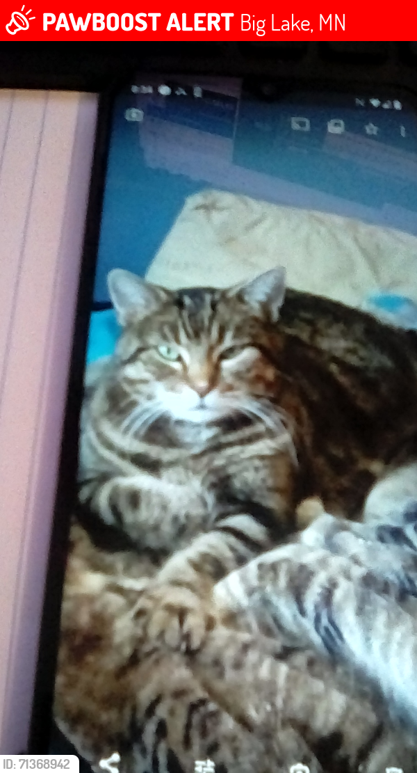 Lost Male Cat last seen County Rd 43 and County Rd 15, Big Lake, MN 55309