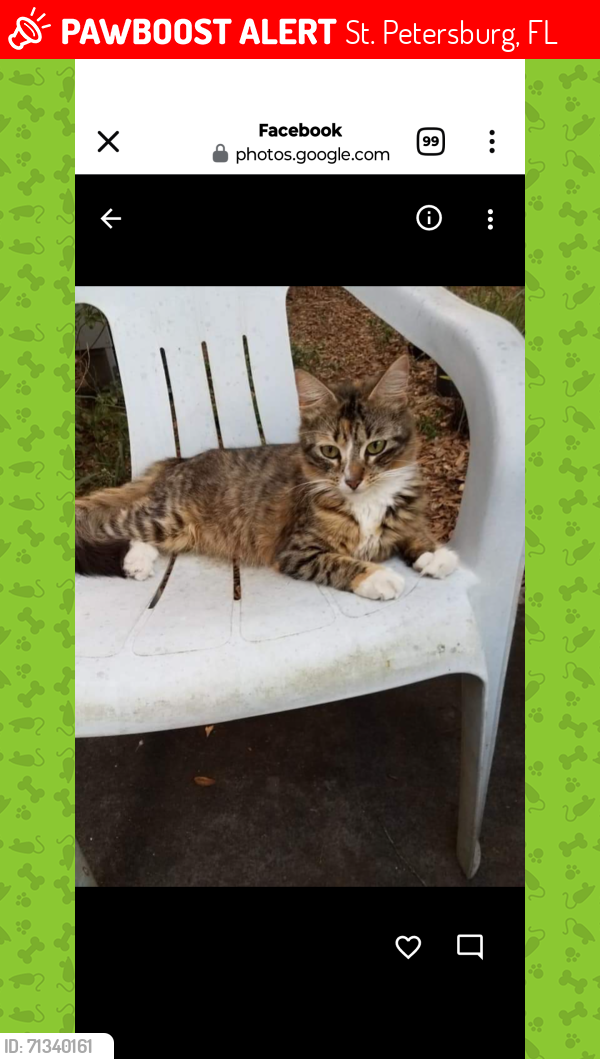Lost Female Cat last seen 44th Avenue North / between 22nd Street North & 21st Street North , St. Petersburg, FL 33714