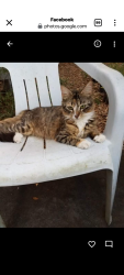 Lost Female Cat last seen 44th Avenue North / between 22nd Street North & 21st Street North , St. Petersburg, FL 33714