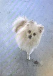 Lost Female Dog last seen Oak hills, Hesperia, CA 92344