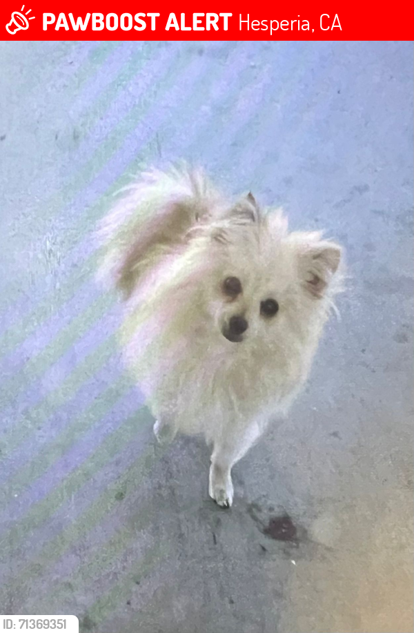 Lost Female Dog last seen Oak hills, Hesperia, CA 92344