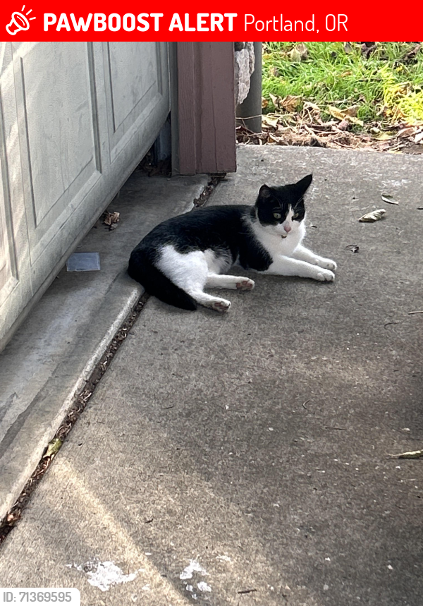 Lost Female Cat last seen 141st and Division, Portland, OR 97236