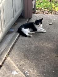 Lost Female Cat last seen 141st and Division, Portland, OR 97236