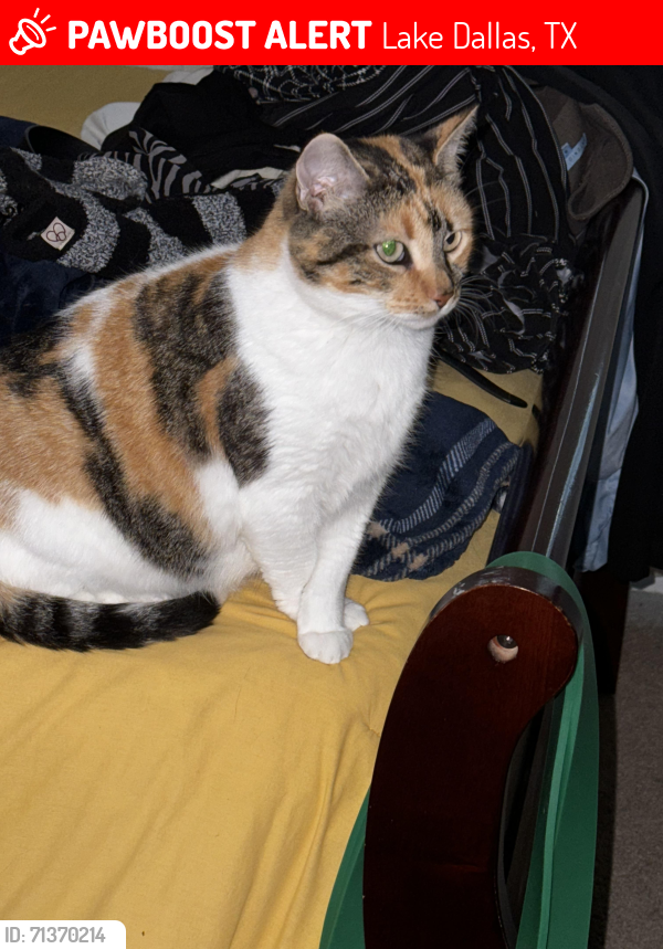 Lost Female Cat last seen 5300s Countess Ct (the end close to the middle school), Lake Dallas, TX 75065