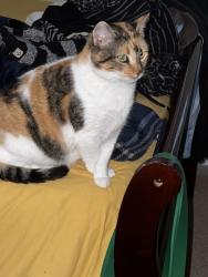 Lost Female Cat last seen 5300s Countess Ct (the end close to the middle school), Lake Dallas, TX 75065
