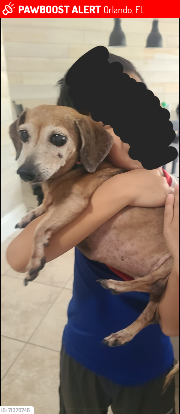 Lost Female Dog last seen Sweetleaf street and blue stem, lake nona, Orlando, FL 32827