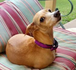 Lost Female Dog last seen First Street South & Gardenis Drive, Garland, TX 75041