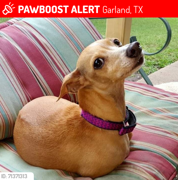 Lost Female Dog last seen First Street South & Gardenis Drive, Garland, TX 75041
