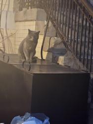 Found/Stray Unknown Cat last seen Woodruff & Caton, Brooklyn, NY 11226