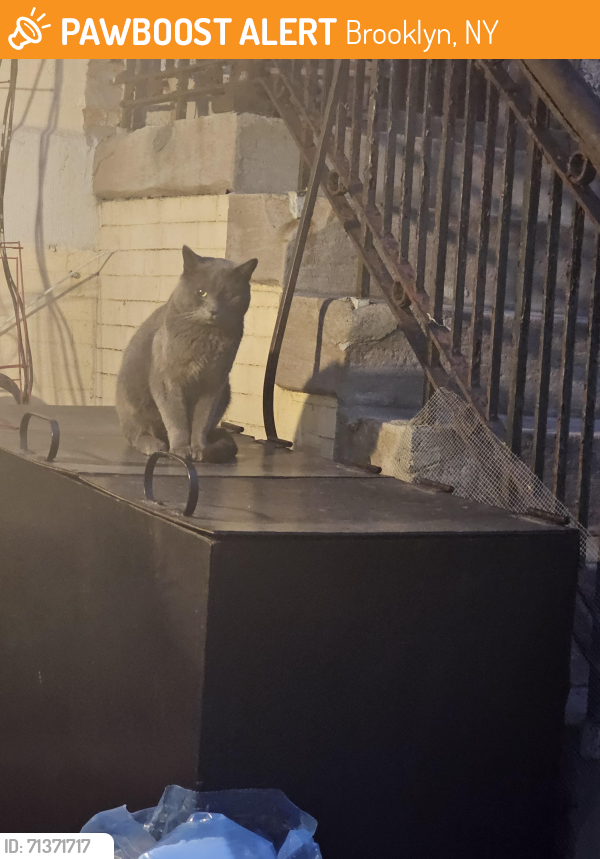 Found/Stray Unknown Cat last seen Woodruff & Caton, Brooklyn, NY 11226