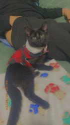 Lost Male Cat last seen Near e 49th ave , Denver, CO 80239