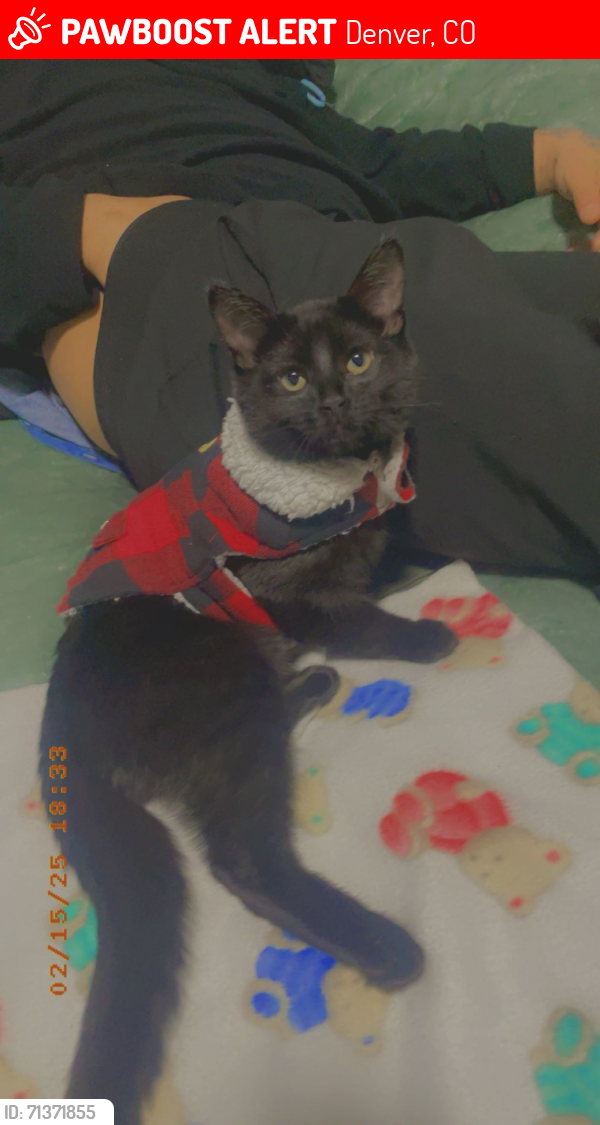 Lost Male Cat last seen Near e 49th ave , Denver, CO 80239