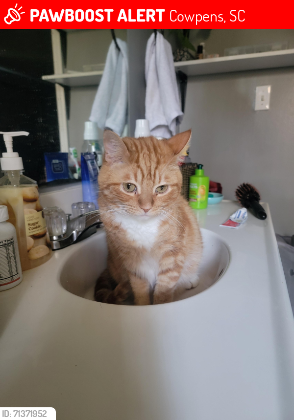 Lost Male Cat last seen Courtney rd, Cowpens, sc, Cowpens, SC 29330