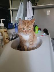 Lost Male Cat last seen Courtney rd, Cowpens, sc, Cowpens, SC 29330