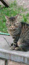 Lost Male Cat last seen Churchill St w, evert st, Stillwater, MN 55082