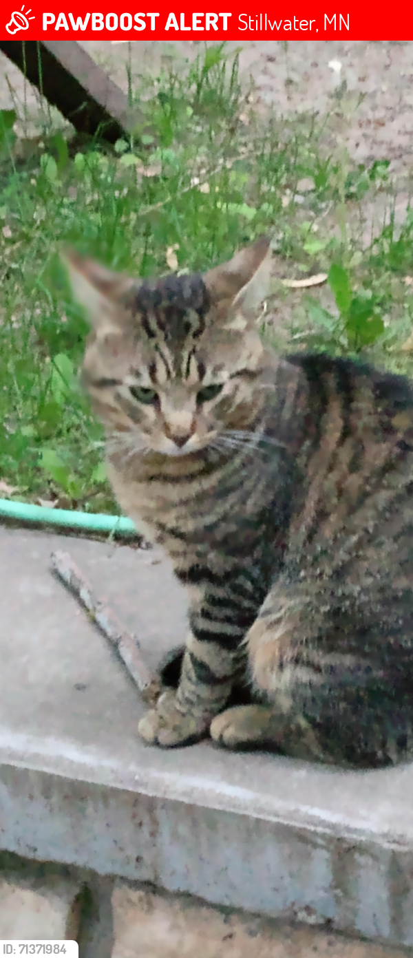 Lost Male Cat last seen Churchill St w, evert st, Stillwater, MN 55082
