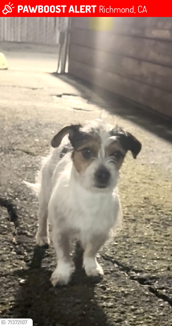 Lost Male Dog last seen Shields Nursing Facility, Richmond, CA 94804