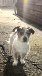 Lost Male Dog last seen Shields Nursing Facility, Richmond, CA 94804