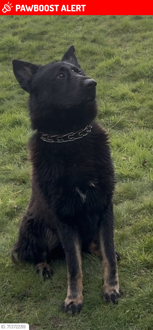 Lost Male Dog last seen Alison Vets, Whitgift school, Haling Grove Park , Greater London, England CR2 6DQ