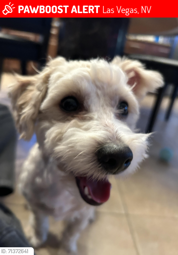 Las Vegas, NV Lost Male Dog, Nori Is Missing | PawBoost