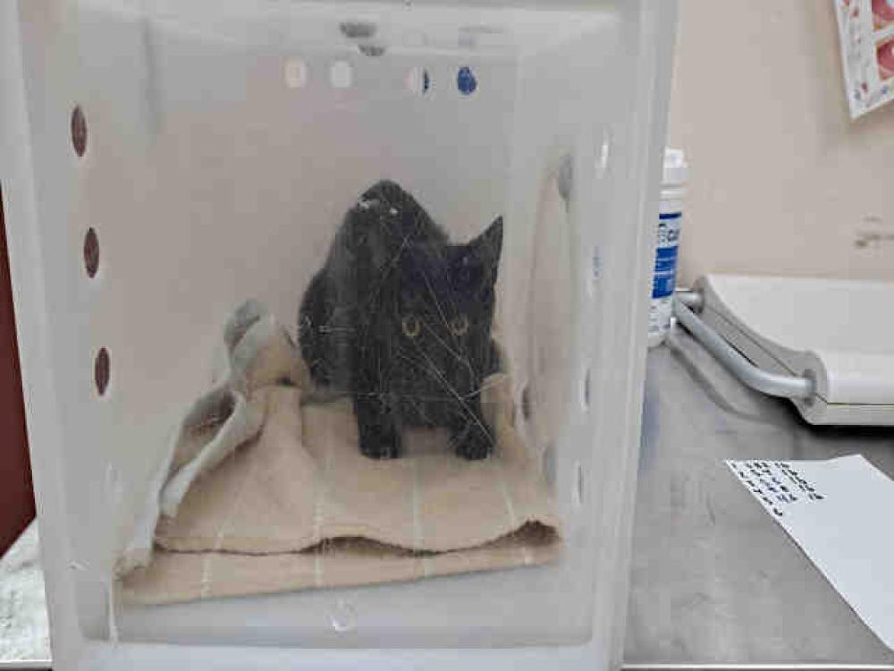Shelter Stray Unknown Cat last seen MONTEZUMA VALLEY RD, RANCHITA, CA 92066, Carlsbad, CA 92011