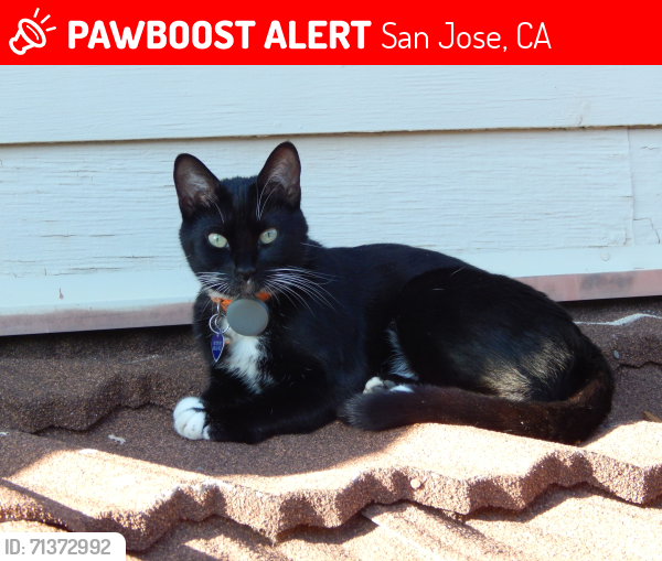Lost Female Cat last seen Camden Ave. and Petri Pl, San Jose, San Jose, CA 95118