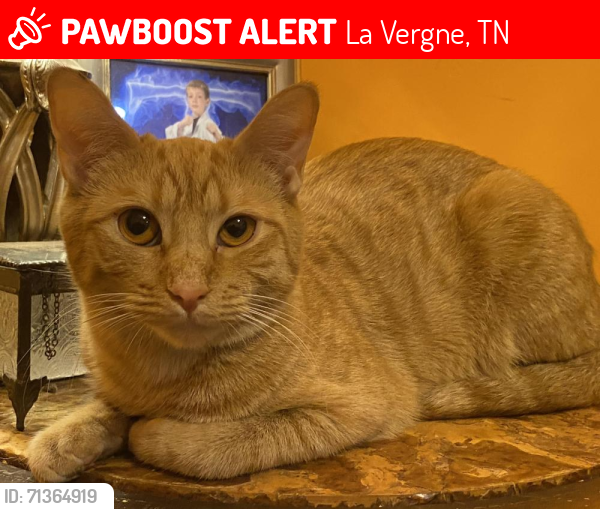 Lost Female Cat last seen Fergus Rd. & Southlake Dr., La Vergne, TN 37086