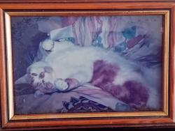 Lost Male Cat last seen At , but the window was open!, Edinburgh, Scotland EH11