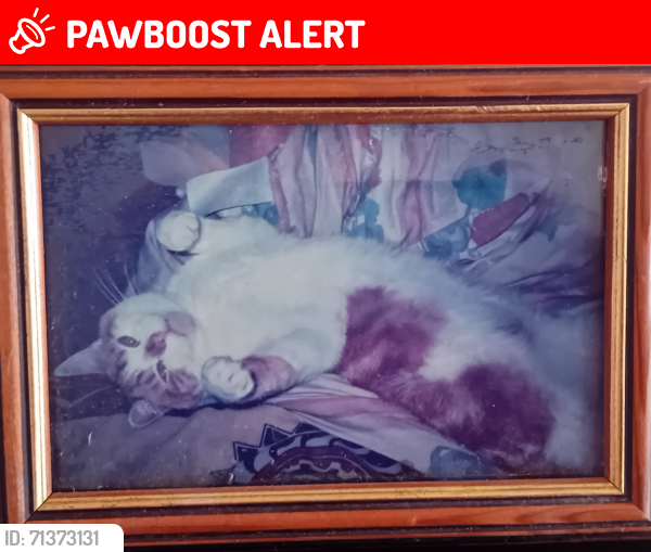 Lost Male Cat last seen At , but the window was open!, Edinburgh, Scotland EH11