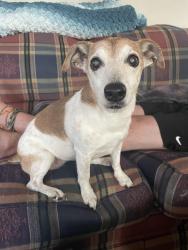 Lost Female Dog last seen W locust St and Wedgewood Rd, Oxford PA, Oxford, PA 19363