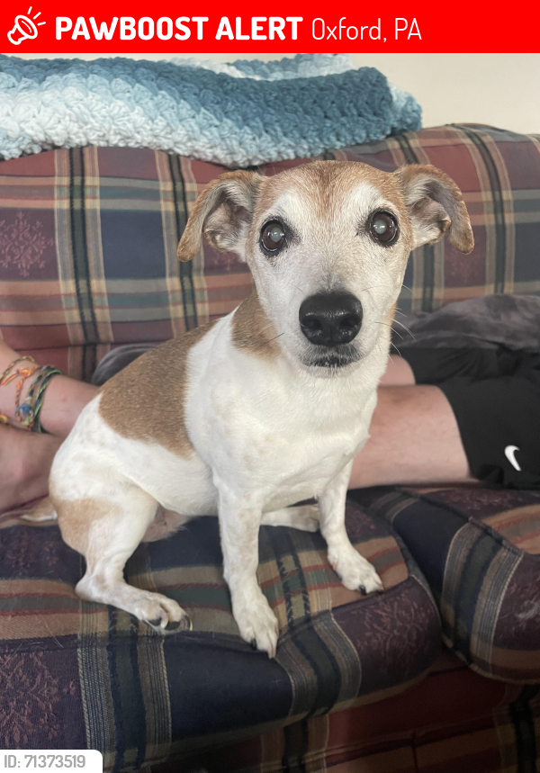 Lost Female Dog last seen W locust St and Wedgewood Rd, Oxford PA, Oxford, PA 19363