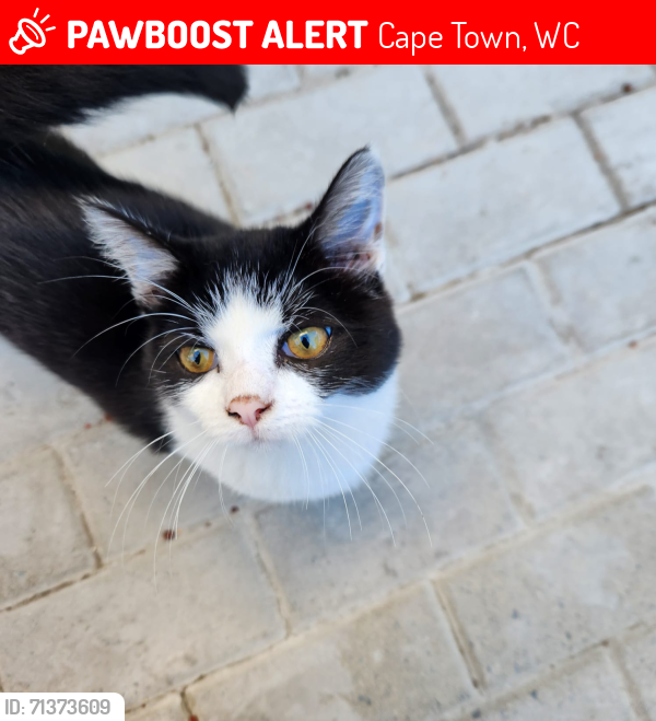 Lost Female Cat last seen Fairmont Close, Sunningdale, Cape Town, Cape Town, WC 7441