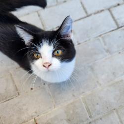 Lost Female Cat last seen Fairmont Close, Sunningdale, Cape Town, Cape Town, WC 7441