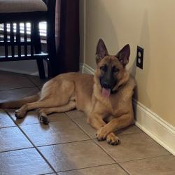 Lost Male Dog last seen Heritage Drive, Lake View, AL 35111