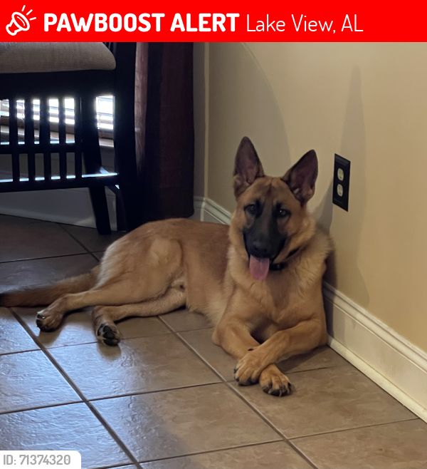 Lost Male Dog last seen Heritage Drive, Lake View, AL 35111