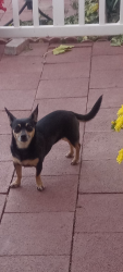 Lost Female Dog last seen Front of hse on T8, Between Cheseboro and Highway 138 , Palmdale, CA 93552