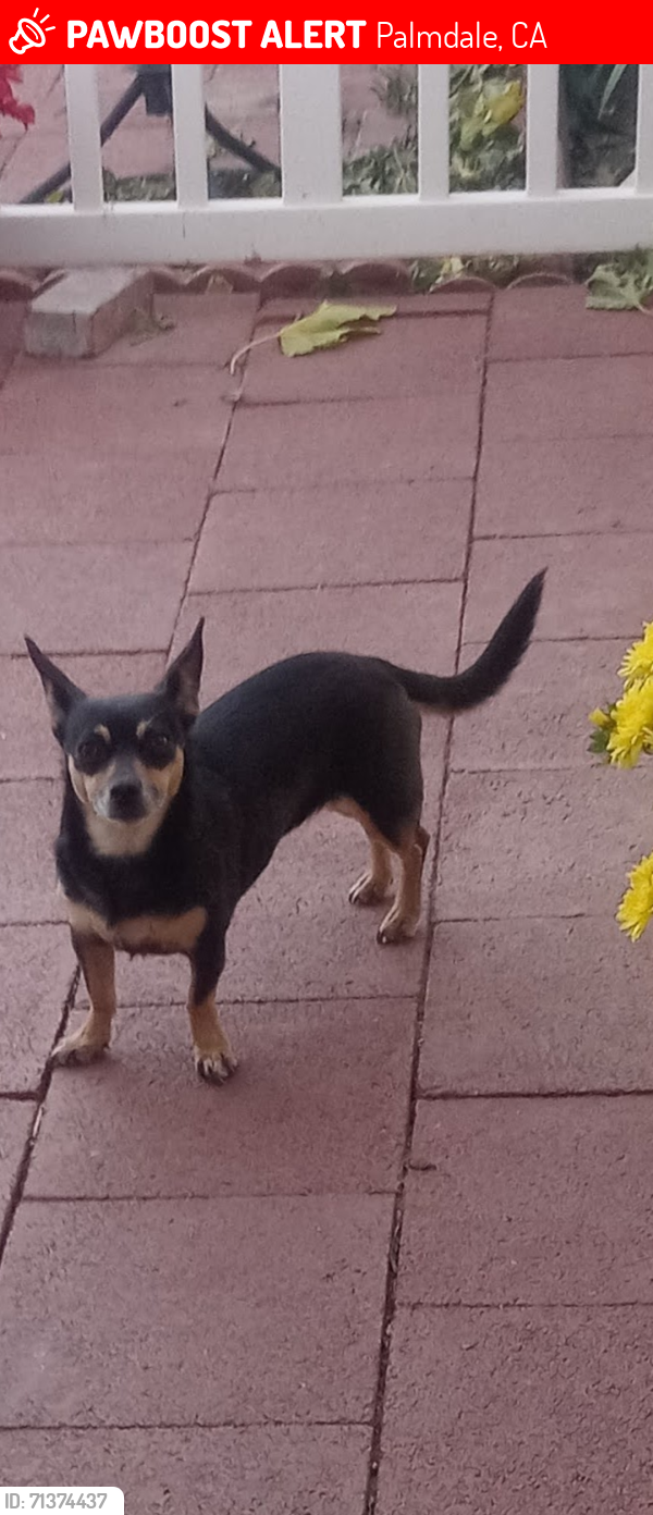 Lost Female Dog last seen Front of hse on T8, Between Cheseboro and Highway 138 , Palmdale, CA 93552