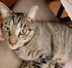 Lost Male Cat last seen Windstone Way, Clark St, Cajalco Rd, Perris, CA 92570