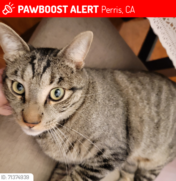 Lost Male Cat last seen Windstone Way, Clark St, Cajalco Rd, Perris, CA 92570