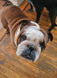 Lost Male Dog last seen Conover Rd Esperance NY , Esperance, NY 12066
