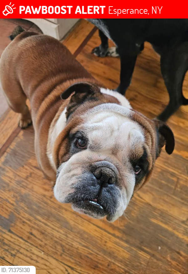 Lost Male Dog last seen Conover Rd Esperance NY , Esperance, NY 12066