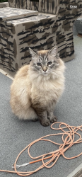 Lost Female Cat last seen Bradford Place Subdivision/Hoy Road, Madison, MS 39110