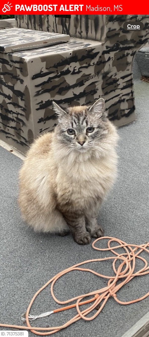 Lost Female Cat last seen Bradford Place Subdivision/Hoy Road, Madison, MS 39110