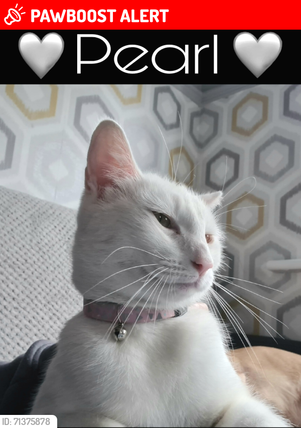 Lost Female Cat last seen Le31bg, Leicester, England LE3 1BG