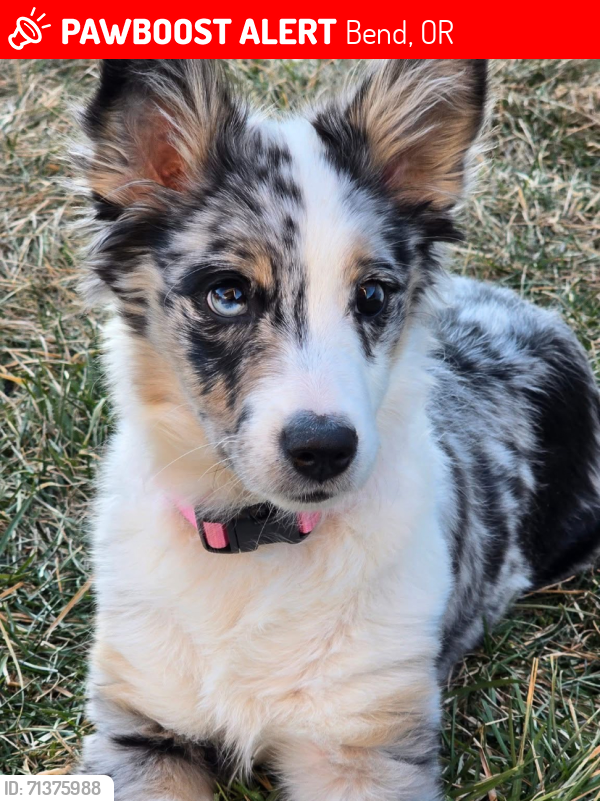 Lost Female Dog last seen Tumalo Place, Bend, OR 97703