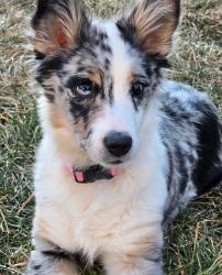Lost Female Dog last seen Tumalo Place, Bend, OR 97703