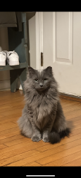 Lost Male Cat last seen Mead Avenue & James St East , Greenwich, CT 06830
