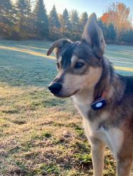 Lost Female Dog last seen Cochran Ave & Broadway Hwy near exit 57 I-69 in Charlotte, MI, Charlotte, MI 48813