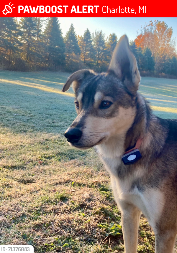Lost Female Dog last seen Cochran Ave & Broadway Hwy near exit 57 I-69 in Charlotte, MI, Charlotte, MI 48813