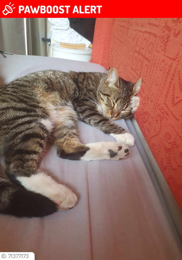 Lost Male Cat last seen da119ej, Northfleet, England DA11 9EJ